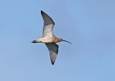 Eurasian Curlew