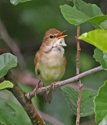 Blyth's Reed Warbler
