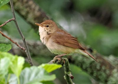 Blyth's Reed Warbler