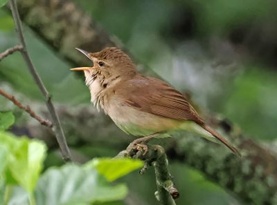 Blyth's Reed Warbler