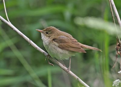 Blyth's Reed Warbler
