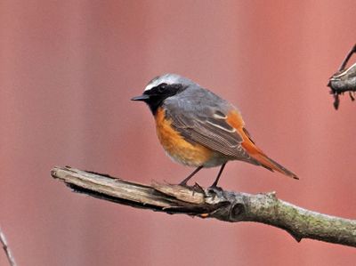 Common Redstart