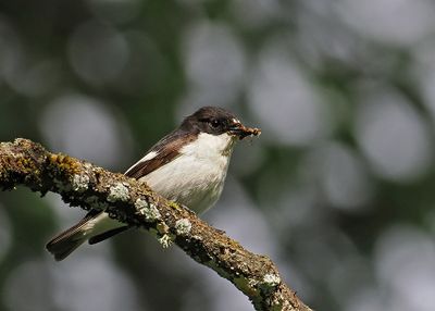 Flycatchers