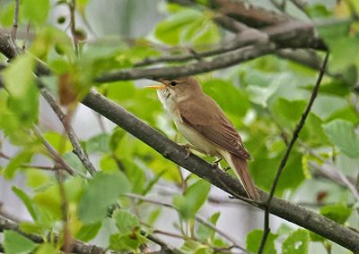 Marsh Warbler
