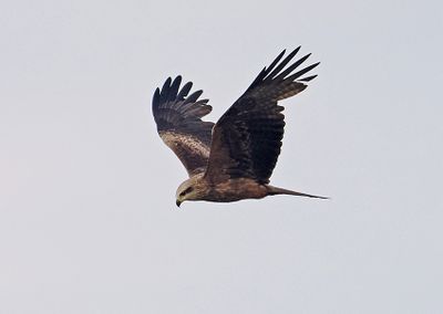 Black Kite