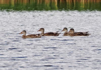 Gadwall
