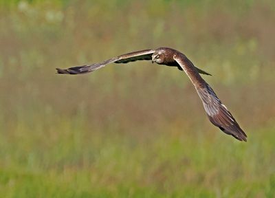 Marsh Harrier