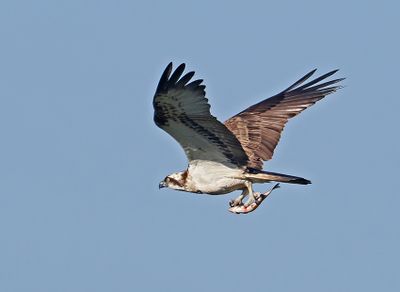 Osprey