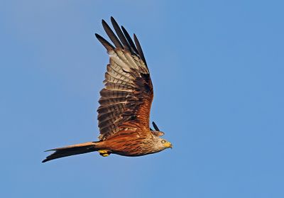 Red Kite