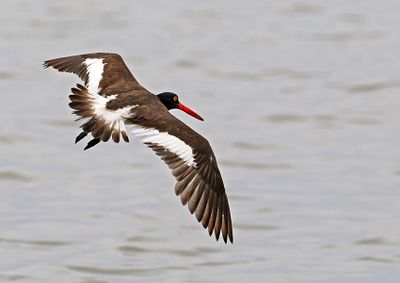 American Oystercatcher