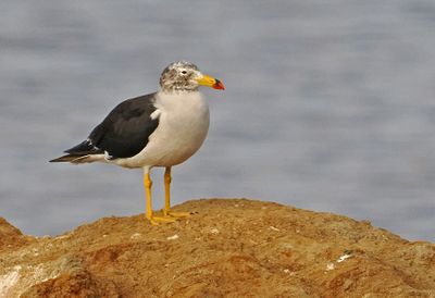 Band-tailed Gull