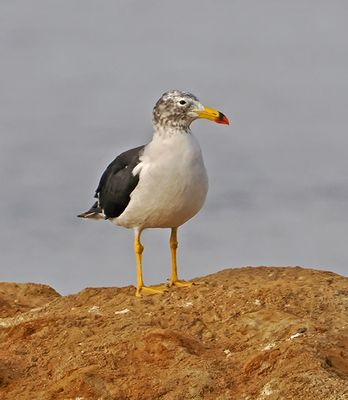 Band-tailed Gull
