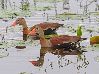 Ducks