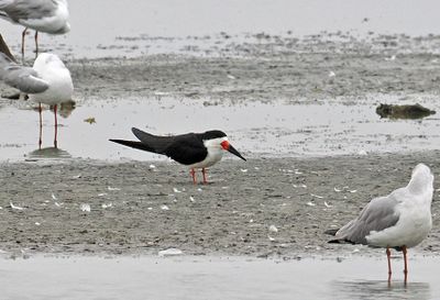 Black Skimmer