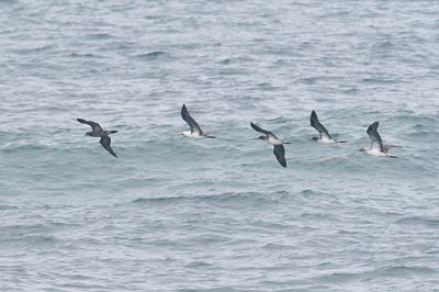 Seabirds