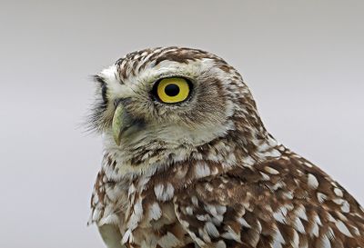 Owls