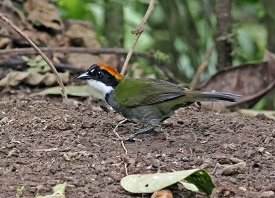 Brush-Finches