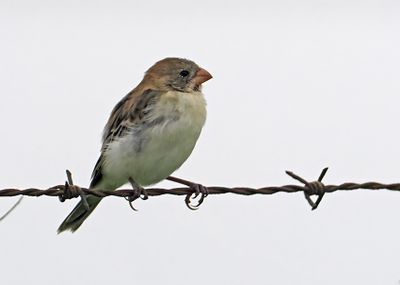 Chestnut-throated Seedeater