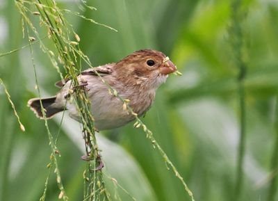 Chestnut-throated Seedeater
