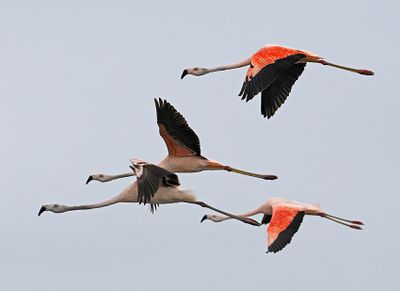Chilean Flamingo