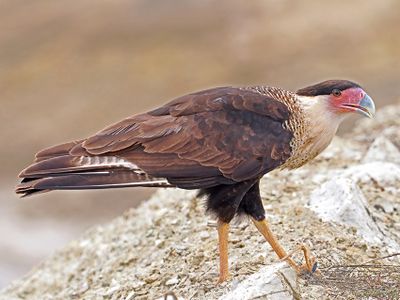 Raptors-Caracaras and Falcons