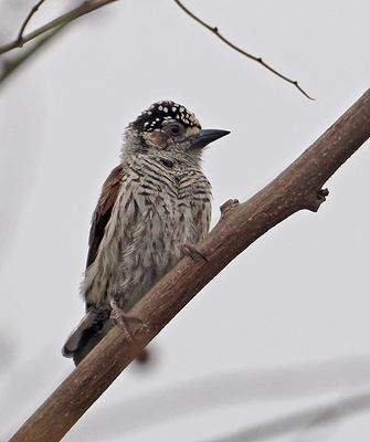 Woodpeckers