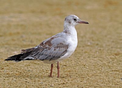 Gray-hooded Gull