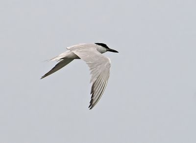 Gull-billed Tern