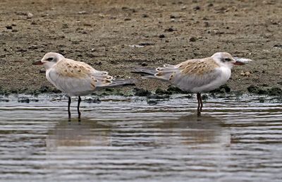 Gull-billed Tern