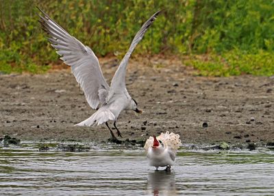 Gull-billed Tern