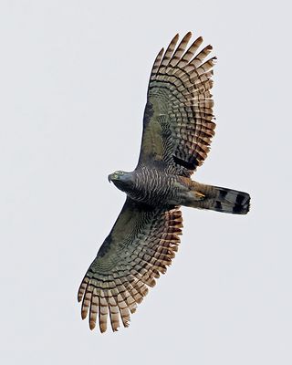 Raptors-Kites