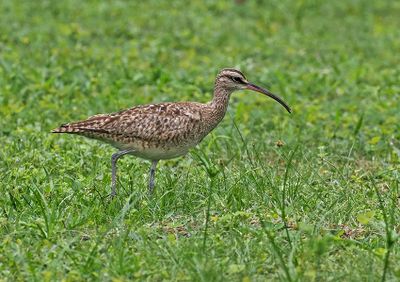 Hudsonian Whimbrel