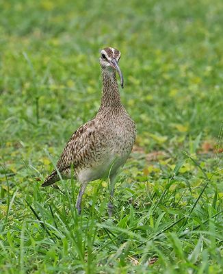 Hudsonian Whimbrel