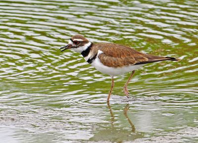 Killdeer