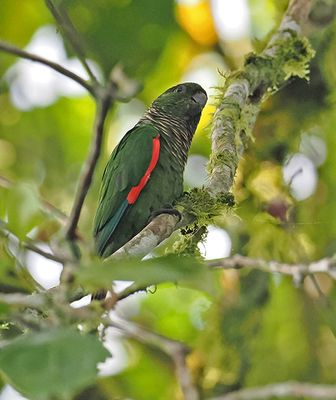 Parrots