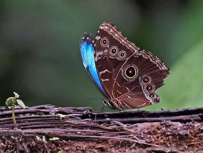 Butterflies