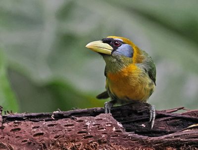 Barbets