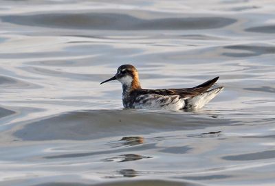 Red-necked Phalarope