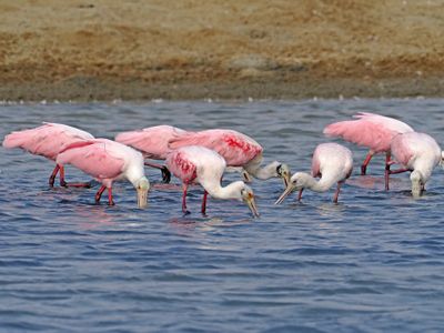 Roseate Spoonbill