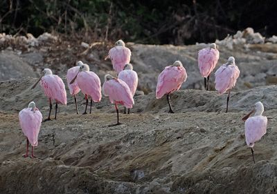 Roseate Spoonbill