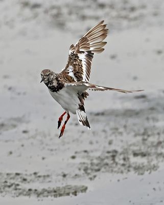 Ruddy Turnstone