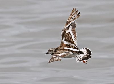 Ruddy Turnstone