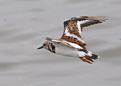 Ruddy Turnstone