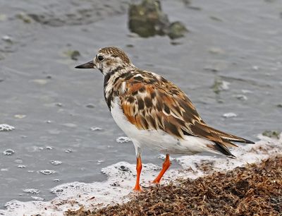 Ruddy Turnstone