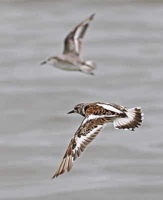 Ruddy Turnstone