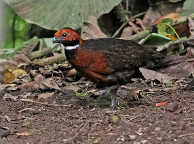 Wood-Quails