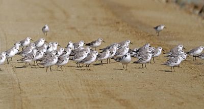 Sanderling