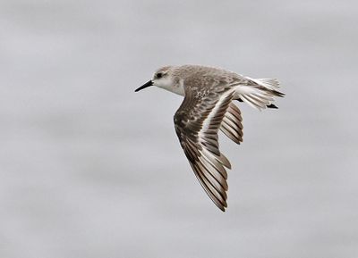 Sanderling