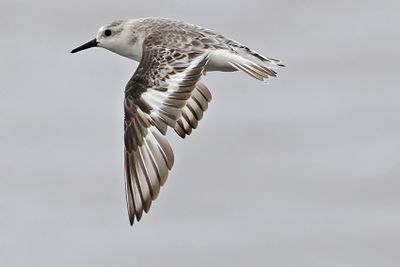 Sanderling