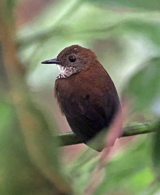 Wrens